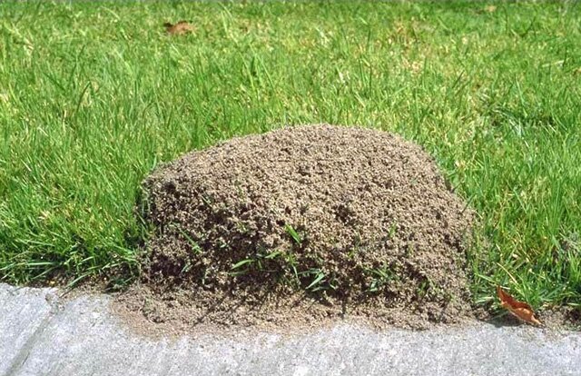 Где живут муравьи