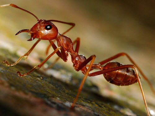 Борьба с красными муравьями