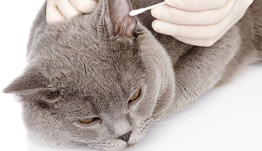 Лечение ушного клеща у котов