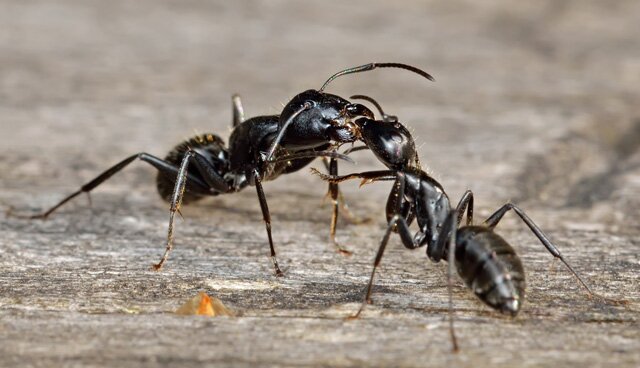 Борьба с черными муравьями