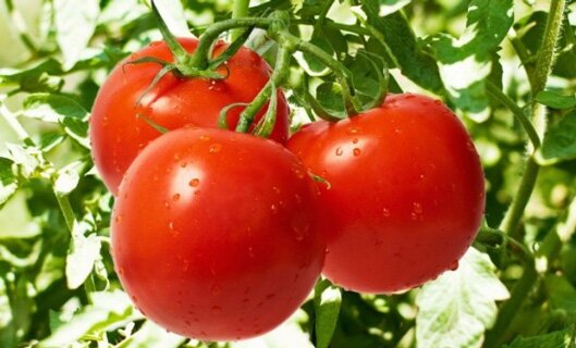 Как бороться с тлей на помидорах