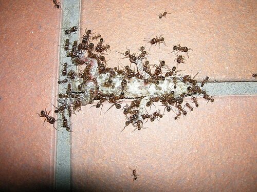 Как вывести муравьев из квартиры